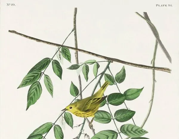 Illustration numéro 4 du produit Affiche sur la Paruline jaune, d’après une gravure ancienne de 1827.
