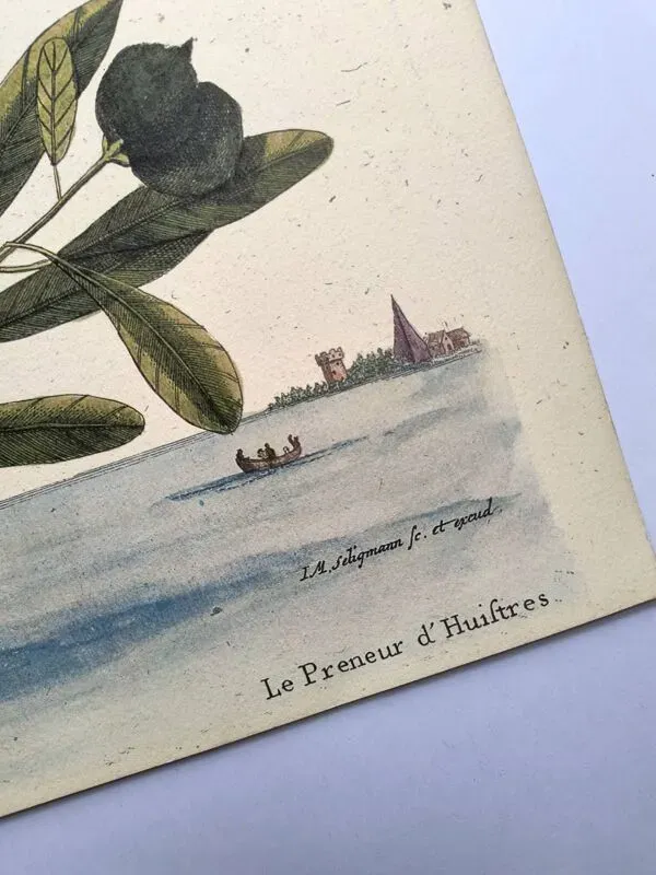 Illustration numéro 4 du produit Planche ancienne oiseaux -Le Preneur d'huitres- belle gravure de Seligmann