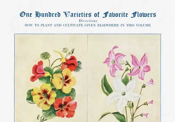 Illustration numéro 4 du produit Affiche sur les capucines, tabacs d’ornement, nigelles et pensées