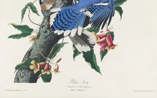 Illustration numéro 4 du produit Affiche sur le Geai bleu, d’après une gravure ancienne de 1827.