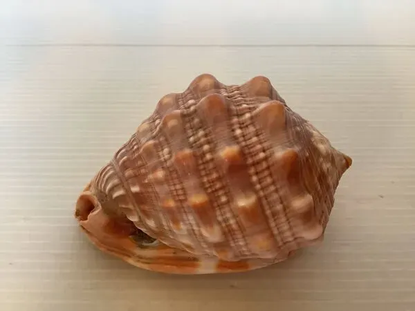 Illustration numéro 4 du produit Mini coquillage cypraea cassis rufa