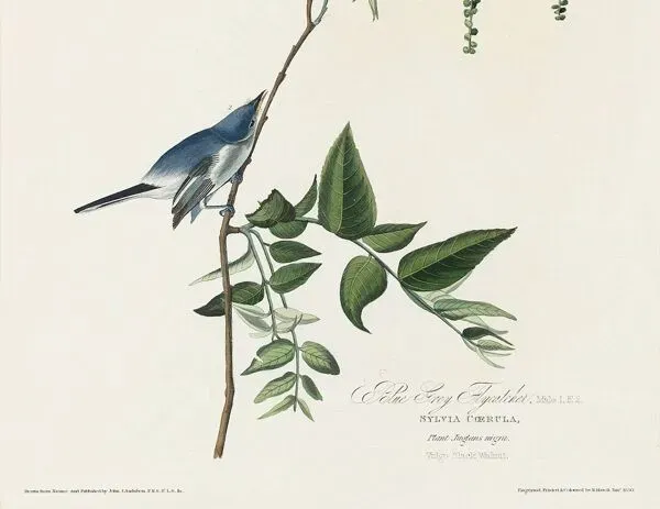 Illustration numéro 4 du produit Affiche sur la fauvette bleue, d’après une gravure ancienne de 1827.