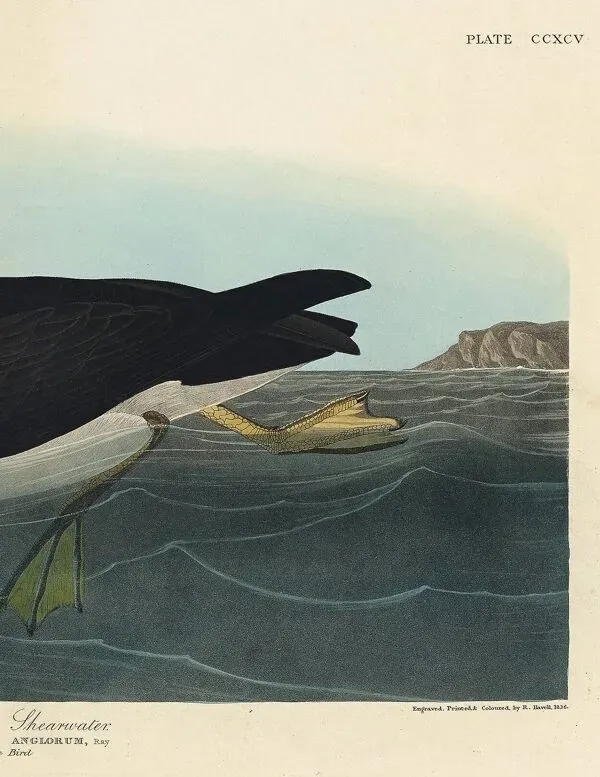 Illustration numéro 4 du produit Affiche sur le Puffin des Anglais, d’après une gravure ancienne de 1827.