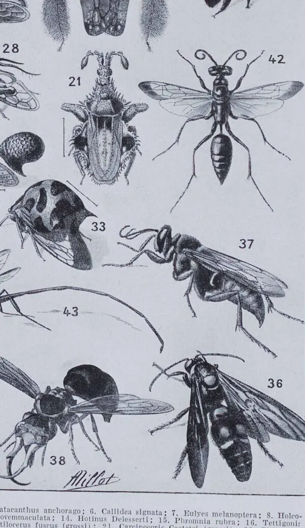 Illustration numéro 4 du produit Planche originale de 1930: les insectes, l'art du détail scientifique