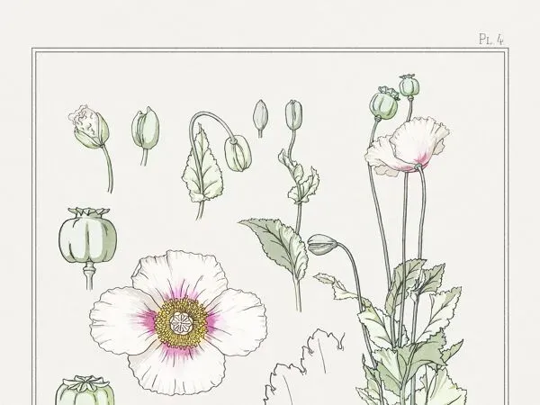 Illustration numéro 4 du produit Affiche “Pavot”, d’après une lithographie art nouveau de 1897