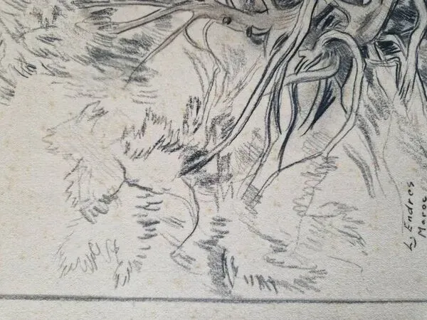 Illustration numéro 4 du produit Louis John Endres (1896-1989) - Dessin au fusain sur papier - Genevrier  Toutliat, Grand Atlas Maroc