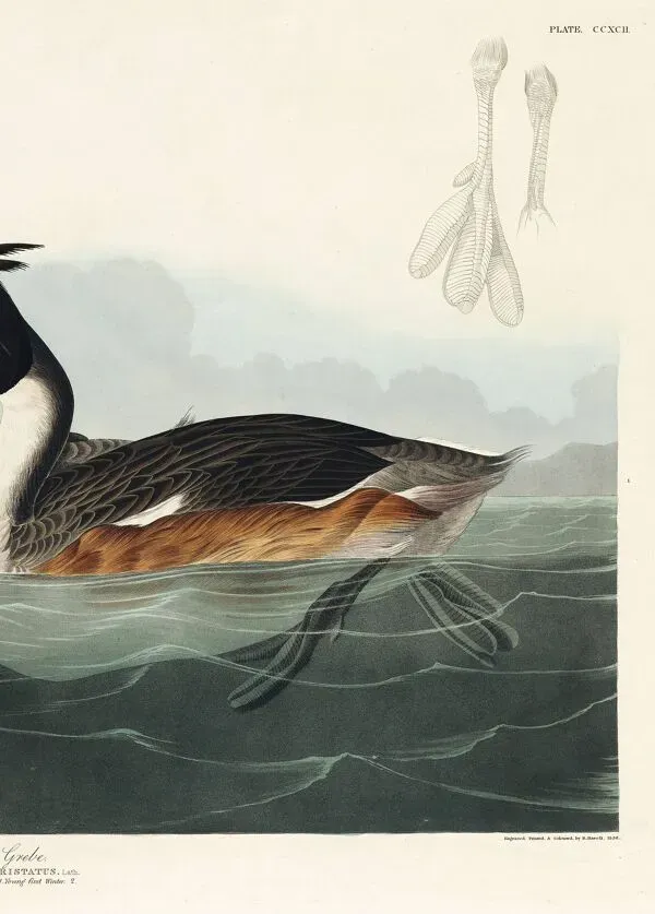 Illustration numéro 4 du produit Affiche sur le Grèbe huppé, d’après une gravure ancienne de 1827.