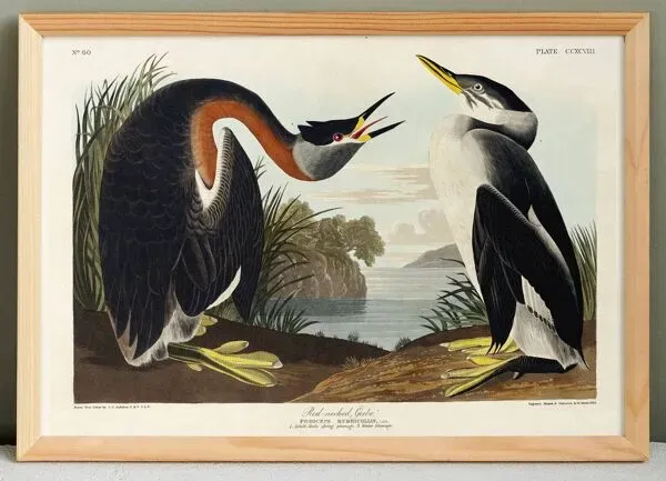 Illustration numéro 4 du produit Affiche sur le Grèbe à cou roux, d’après une gravure ancienne de 1827.