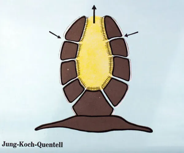 Illustration numéro 4 du produit Affiche murale de l’école par Jung-Koch-Quentell ''eau éponges'' 1972