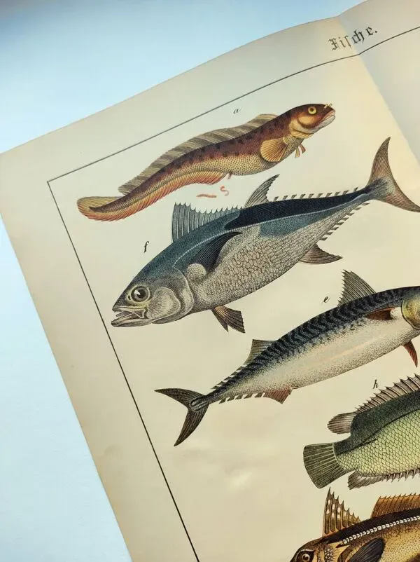 Illustration numéro 5 du produit Gravure de 1898 - Poissons - Thon et Maquereau- Grande lithographie Vintage