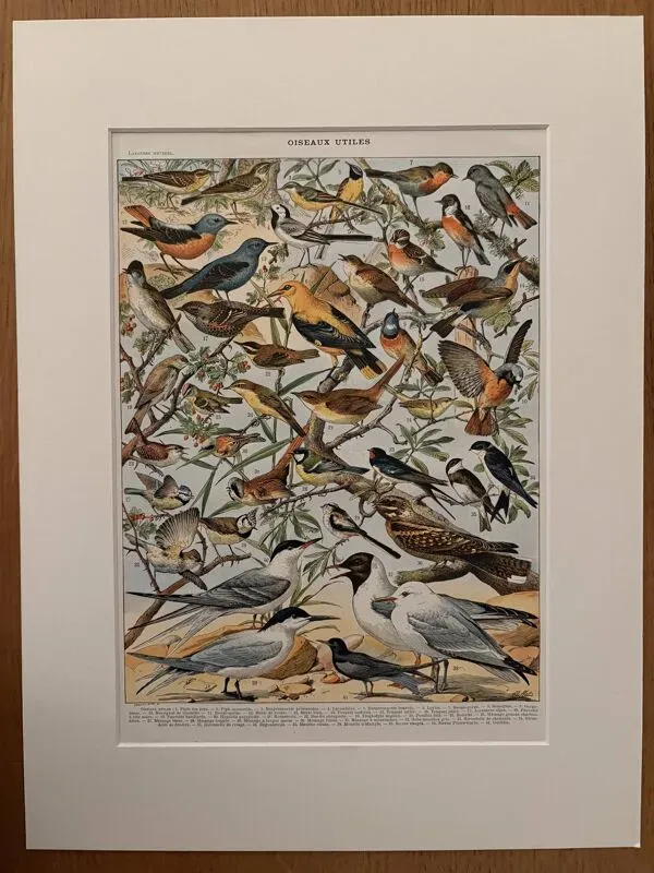 Illustration numéro 5 du produit Ancienne planche illustrée sur les oiseaux utiles ï - 1910