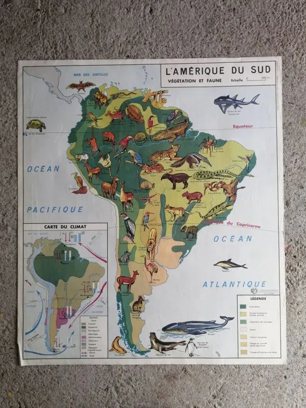 Illustration numéro 5 du produit Carte scolaire MDI : AMÉRIQUE DU SUD- OCÉANIE faune végétation.