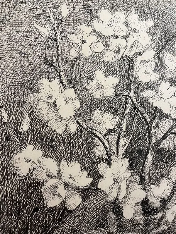 Illustration numéro 5 du produit Branches d'amandiers en fleur dans un verre d'eau