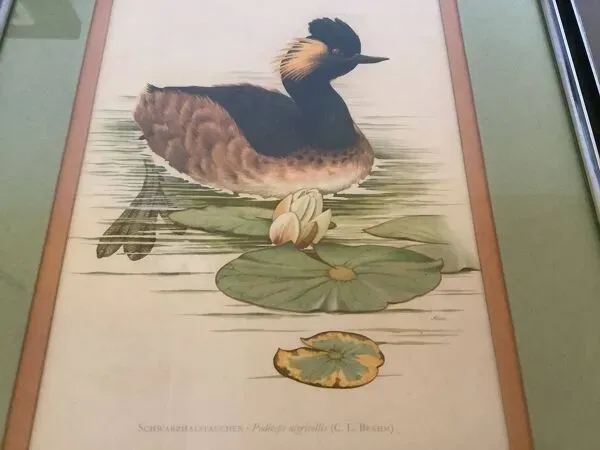 Illustration numéro 5 du produit Paire d’illustrations d’oiseaux encadrés