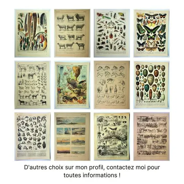 Illustration numéro 5 du produit Lithographie ancienne 1921 M. Dessertenne - Animaux sauvages dit ''nuisibles