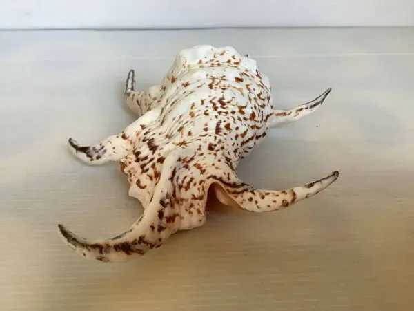 Illustration numéro 5 du produit Coquillage lambis