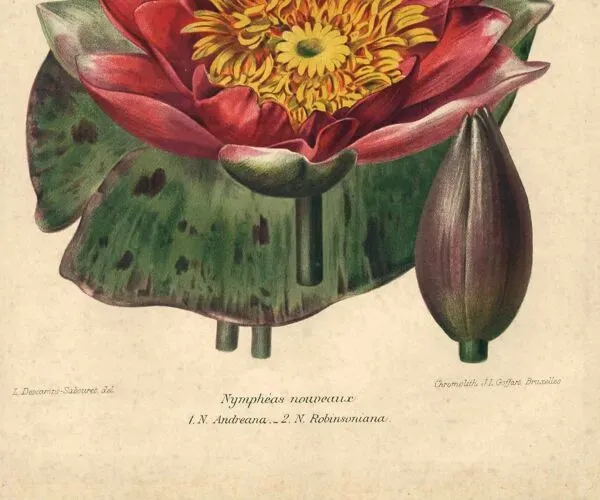 Illustration numéro 5 du produit Gravure Botanique 1896 - Nymphéas nouveaux par L. Descamps-Sabouret - fleur