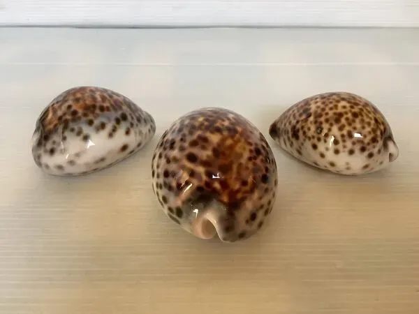 Illustration numéro 5 du produit Trio de coquillages cypraea tigris