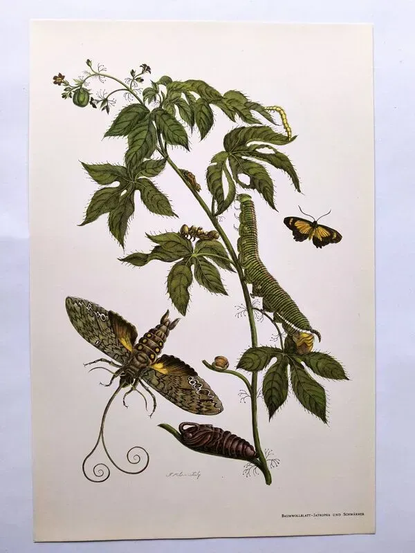 Illustration numéro 5 du produit Illustration vintage - Sphinx tropicale et plante exotique - par Merian