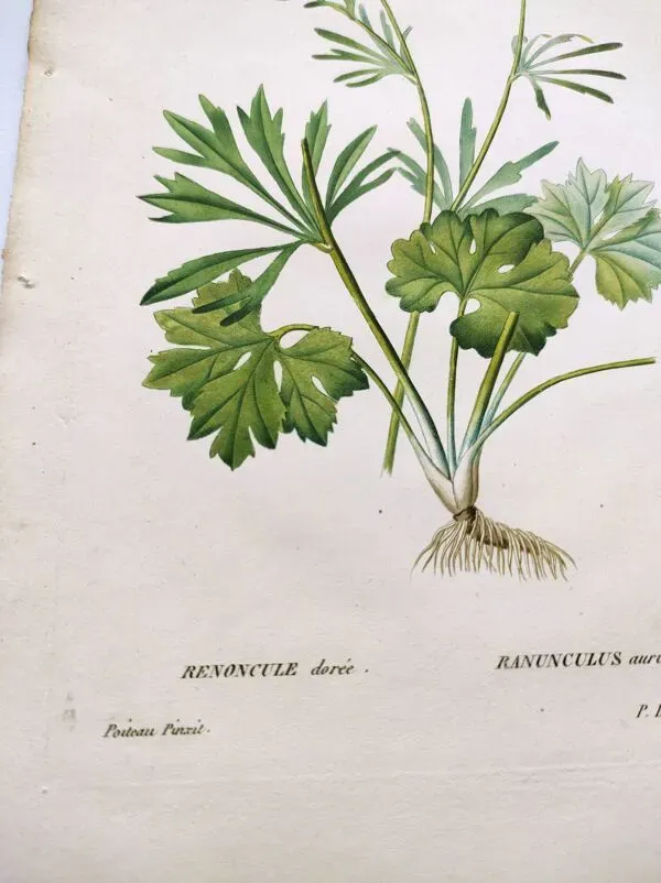 Illustration numéro 5 du produit Gravure botanique ancienne de 1829 - Renoncule dorée- Par Poiteau. Fleur