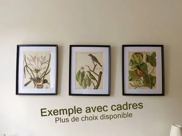 Illustration numéro 5 du produit Planche ancienne oiseaux -Le Preneur d'huitres- belle gravure de Seligmann