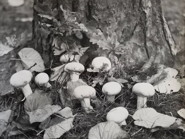 Illustration numéro 5 du produit Photographie argentique vintage champignons encadrée années 70 52x42 cm