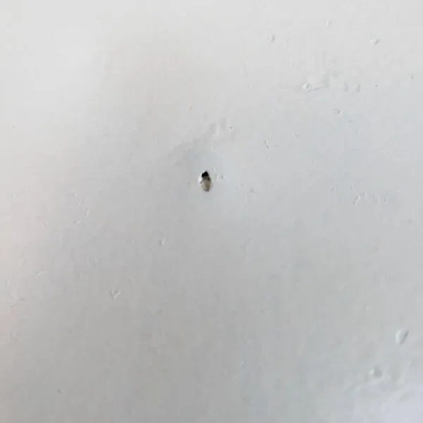 Illustration numéro 5 du produit Table de jardin pliante