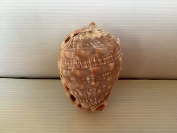 Illustration numéro 5 du produit Mini coquillage cypraea cassis rufa