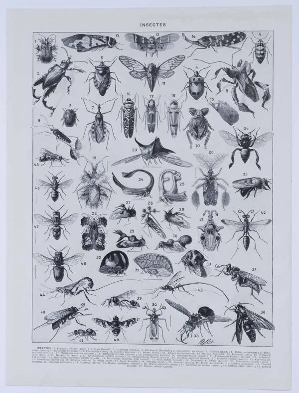 Illustration numéro 5 du produit Planche originale de 1930: les insectes, l'art du détail scientifique