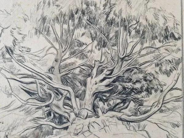 Illustration numéro 5 du produit Louis John Endres (1896-1989) - Dessin au fusain sur papier - Genevrier  Toutliat, Grand Atlas Maroc