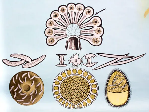 Illustration numéro 5 du produit Affiche murale de l’école par Jung-Koch-Quentell ''eau éponges'' 1972